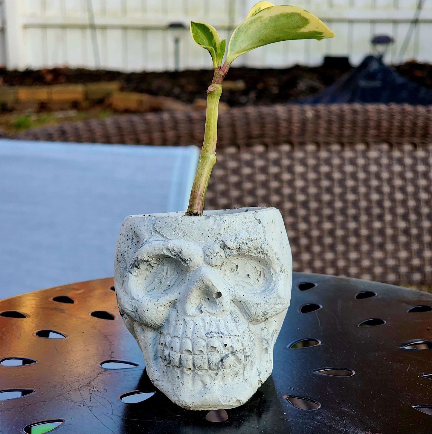 Skull Concrete Planter - Succulent Pot - Modern Decor - Gift - Wedding/Shower Favor - Concrete Product - Candle Vessel - Halloween - Spooky