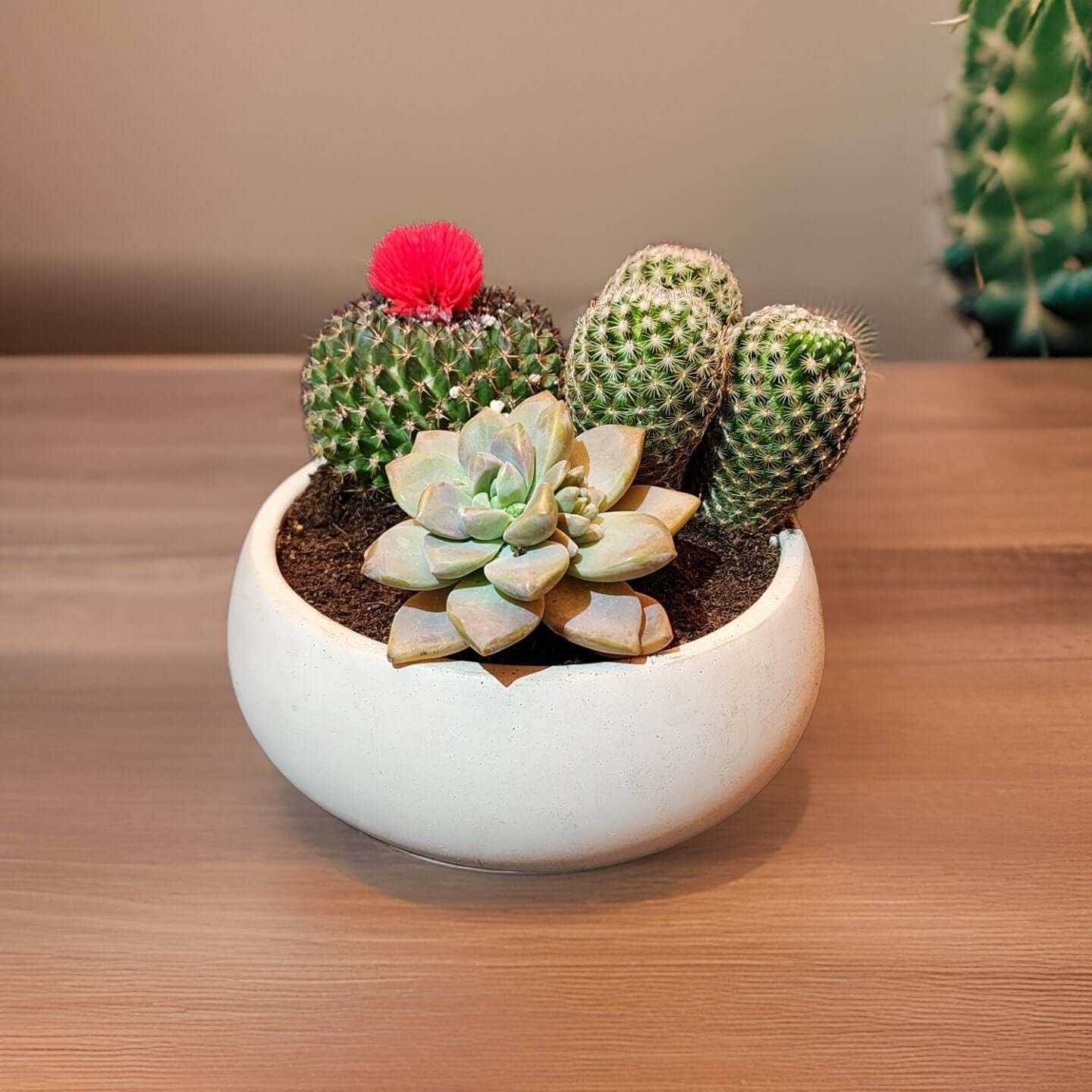 Circle Concrete Bowl - Succulent Pot - Bowl - Modern Decor - Gift - Wedding/Shower Favor - Concrete Product - Candle Vessel - Cement Design