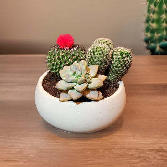 Circle Concrete Bowl - Succulent Pot -  Bowl - Modern Decor - Gift - Wedding/Shower Favor - Concrete Product - Candle Vessel - Cement Design